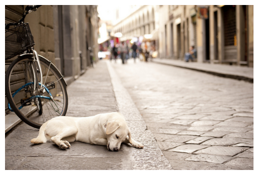 Sleeping Dog